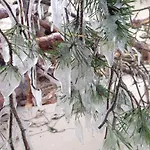 Strandwurzel