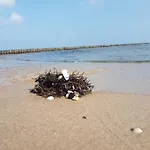Strandwurzel *